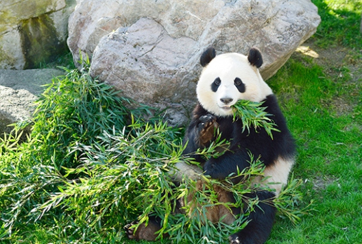 上野動物園