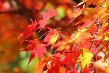 紅葉シーズンにおすすめ！ 東京の紅葉の名所