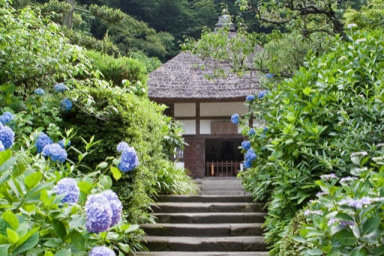 梅雨の時期には鎌倉に行こう！ 鎌倉のあじさい名所