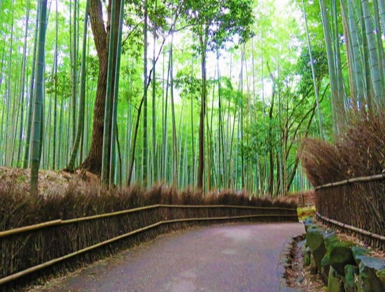 Recommended Places to Visit in Kyoto in a Traditional Kimono!