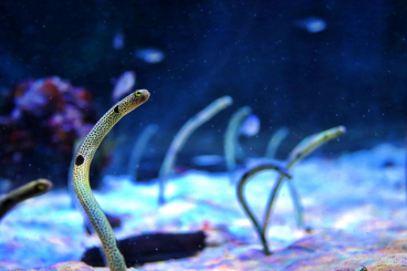 夏休みには水族館に行こう！東京のおすすめ水族館