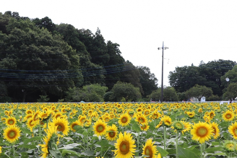 ひまわり